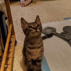Chat - CLARINETTE