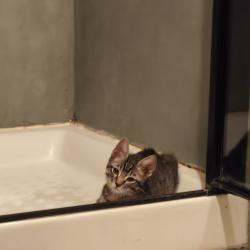 Chat - BANJO