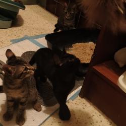Chat - TROMPETTE