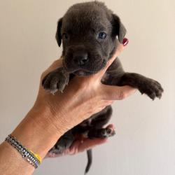 Chien - BLEU
