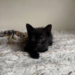 Chat - AIKO