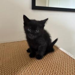Chat - EROS