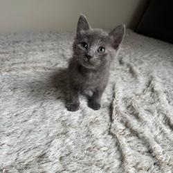 Chat - JETT