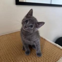 Chat - BIGGY