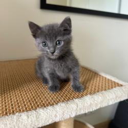 Chat - GAIA