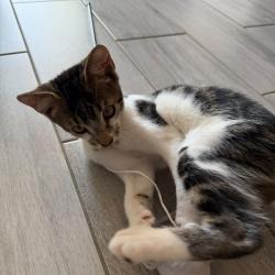 Chat - MONKEY