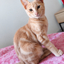 Chat - GALAXIE