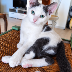 Chat - COMET
