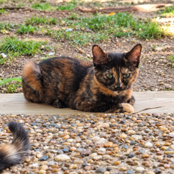 Chat - VEGA