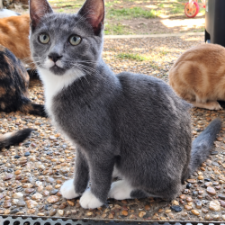 Chat - METEOR