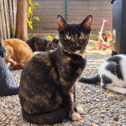 Chat - CASSIOPEE