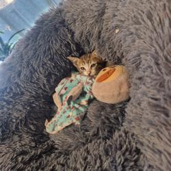 Chat - PAUPIET