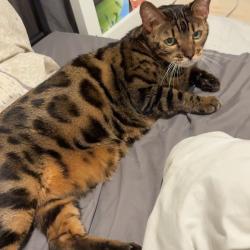Chat - JACOB