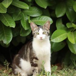 Chat - EBENE