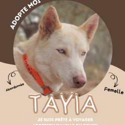 Chien - TAYIA