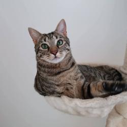 Chat - Elvis