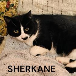 Chat - SHERKANE