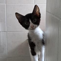 Chat - Billie