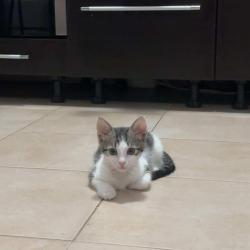 Chat - Bulle