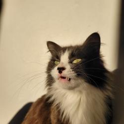 Chat - Bella