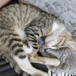 Chat - JAFAR