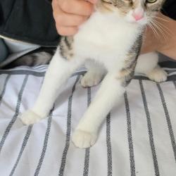 Chat - Mistrigri