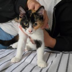 Chat - Tricot