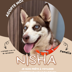 Chien - Nisha