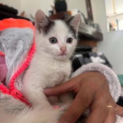 Chat - Bidouille