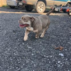 Chien - Chanel