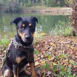Chien - Loki