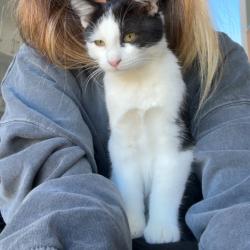 Chat - Pita