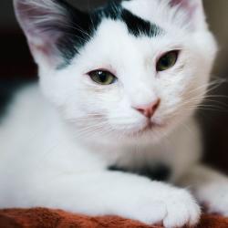 Chat - Arès