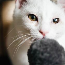 Chat - Aesire