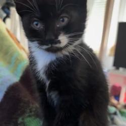 Chat - Betty