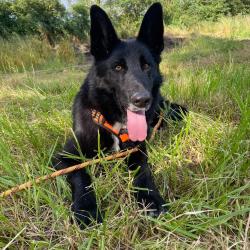 Chien - ARROW