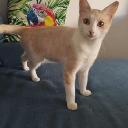 Chat - Centurino