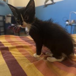 Chat - BOULIE (noir trait blanc museau chaton fleur)