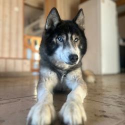 Chien - ICE