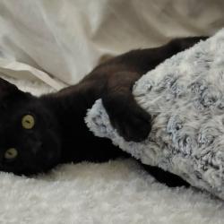Chat - Altrie