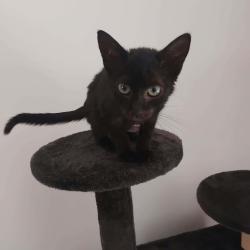 Chat - Eclipse