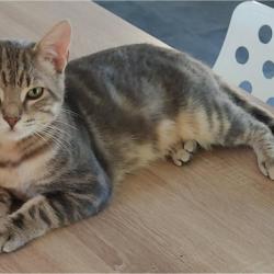 Chat - Ratinho