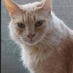 Chat - WOLVERINE
