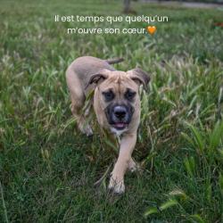 Chien - TAIGA