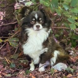 Chien - SAONA