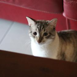 Chat - AZUR