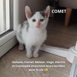 Chat - COMET