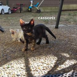 Chat - CASSIOPEE