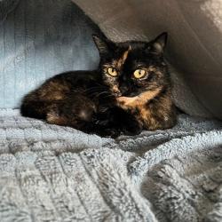 Chat - SURPRISE