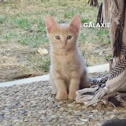 Chat - GALAXIE